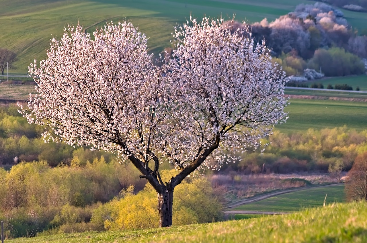 a tree 5255288 1280