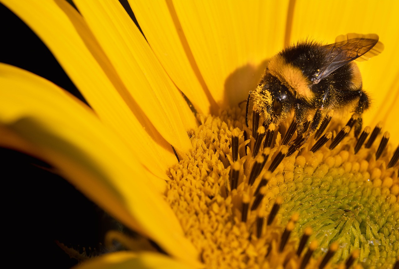 Bild einer Sonnenblume, in deren Blüte eine Hummel sitzt und Nektar sammelt.